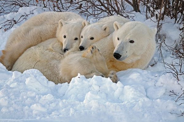 Canada-Manitoba-Churchill Mother polar bear with two cubs resting in snowbank at sunset